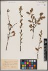 Foto von Salix aurita L.